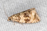 Celypha lacunana