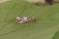 Notocelia trimaculana