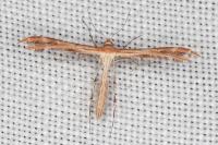 Oxyptilus