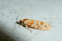 Rhyacionia pinicolana