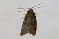 Cnephasia