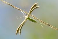 Merrifieldia baliodactyla