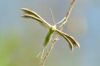 Merrifieldia baliodactyla