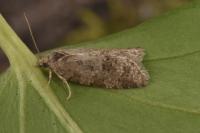 Cnephasia asseclana