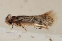 Infurcitinea