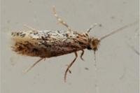 Infurcitinea