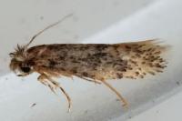 Infurcitinea