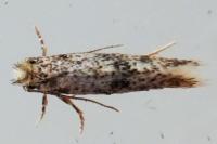 Infurcitinea