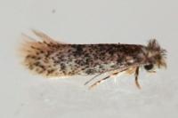 Infurcitinea