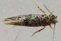 Infurcitinea