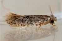 Infurcitinea
