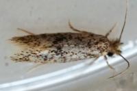 Infurcitinea