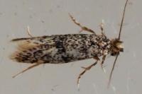 Infurcitinea