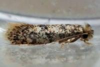 Infurcitinea