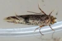 Infurcitinea
