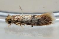 Infurcitinea