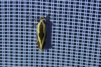 Harpella forficella