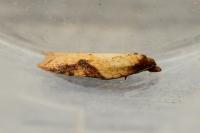 Acleris aspersana