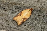 Acleris aspersana
