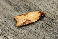 Acleris aspersana