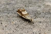Grapholita compositella