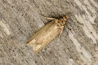 Pelochrista caecimaculana
