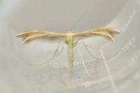 Merrifieldia baliodactyla