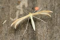 Merrifieldia baliodactyla