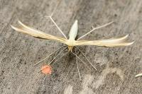 Merrifieldia baliodactyla