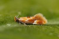 Epicallima formosella