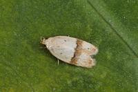 Odites kollarella