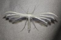Pterophorus pentadactylus