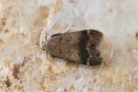 Anacampsis obscurella