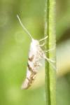 Argyresthia sorbiella