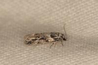 Recurvaria nanella