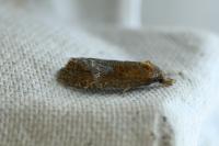 Phtheochroa inopiana