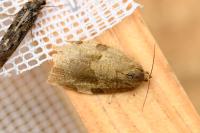 Choristoneura hebenstreitella