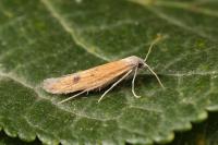 Epidola stigma