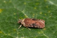 Agonopterix purpurea