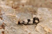 Eudarcia glaseri