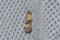 Phalonidia gilvicomana