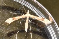 Gillmeria ochrodactyla