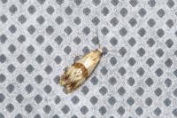Phalonidia contractana