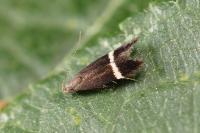 Aproaerema cinctella