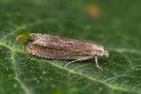 Eucosma parvulana