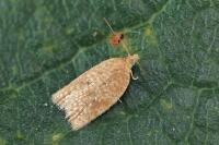 Acleris quercinana