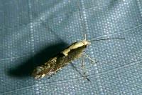 Argyresthia conjugella