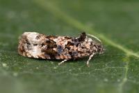 Endothenia gentianaeana
