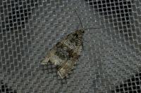 Orthotaenia undulana