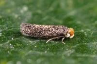 Glaucolepis melanoptera